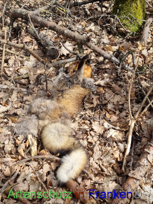 Bild zum Eintrag (1136109-159)