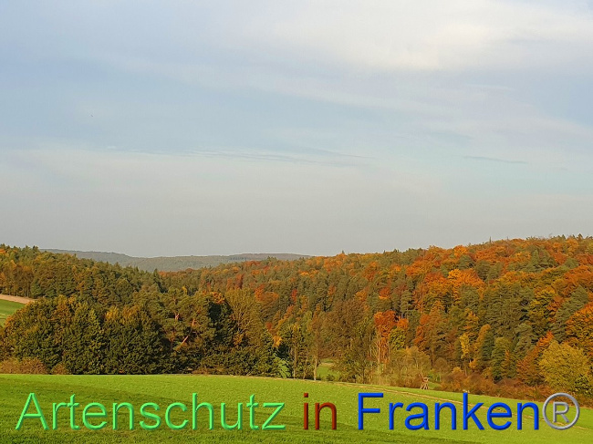 © Artenschutz in Franken® Bild zum Eintrag (1013902-160)