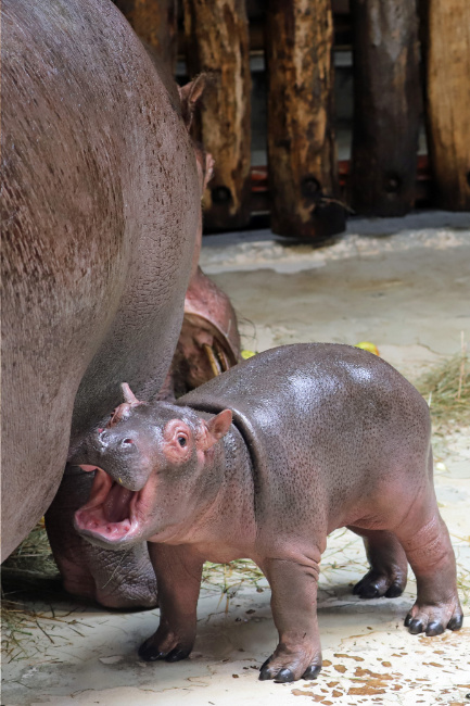 © Foto: Timo Deible/Zoo Karlsruhe Bild zum Eintrag (1013911-160)