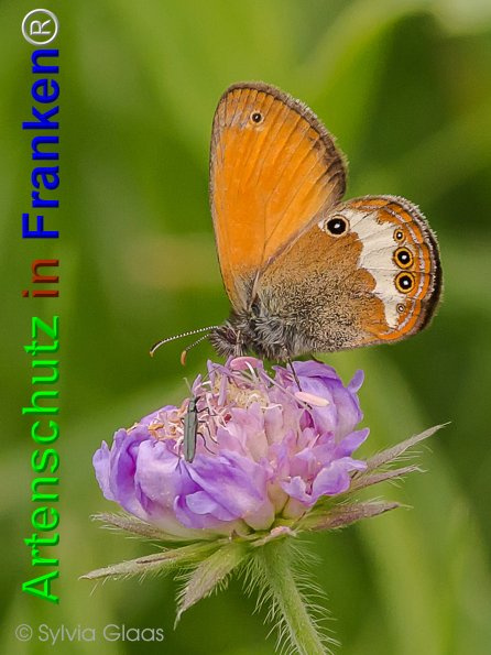 © Artenschutz in Franken® Sylvia Glaas Bild zum Eintrag (1013977-160)