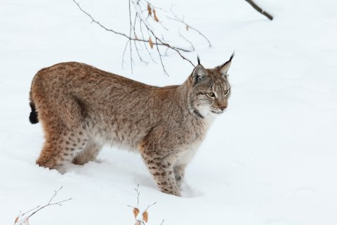 © Thomas Trapke - Hessenluchs Bild zum Eintrag (1014062-160)