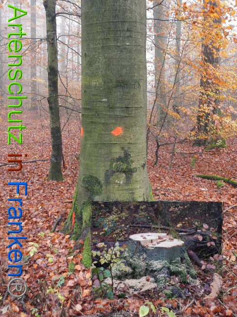 © Artenschutz in Franken® Bild zum Eintrag (1014184-160)