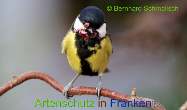 © Artenschutz in Franken® Bernhard Schmalisch Bild zum Eintrag (1014206-160)