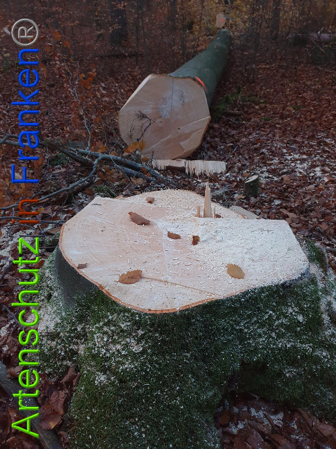 © Artenschutz in Franken® Bild zum Eintrag (1014293-160)