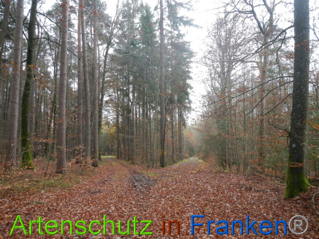 © Artenschutz in Franken® Bild zum Eintrag (1014448-160)
