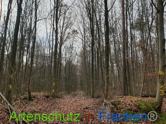 © Artenschutz in Franken® Bild zum Eintrag (1014849-160)