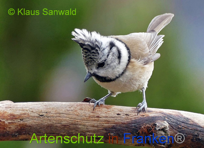 © Artenschutz in Franken® Bild zum Eintrag (1014913-160)