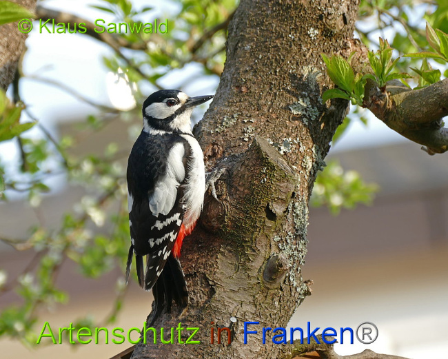 © Artenschutz in Franken® Klaus Sanwald Bild zum Eintrag (1014923-160)