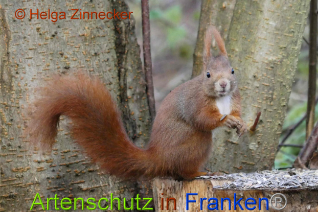 © Artenschutz in Franken® Helga Zinnecker Bild zum Eintrag (1014959-160)