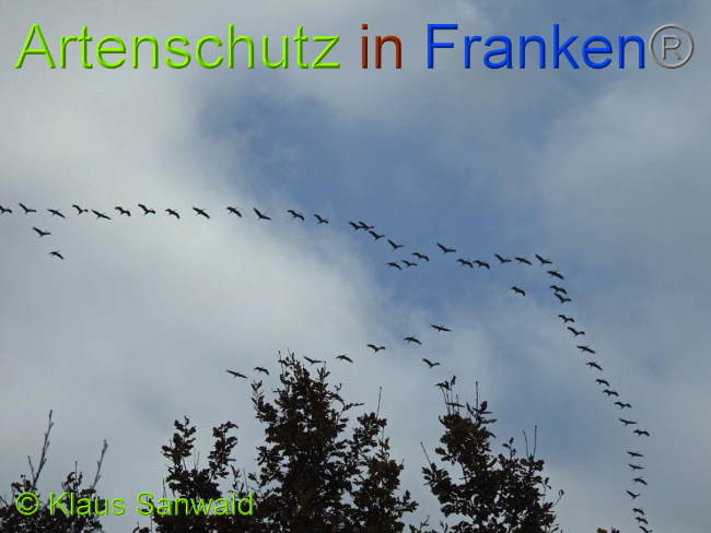 © Artenschutz in Franken® Klaus Sanwald Bild zum Eintrag (1014973-160)
