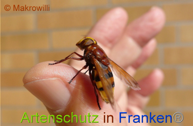 © Artenschutz in Franken® / Makrowilli Bild zum Eintrag (1015172-160)