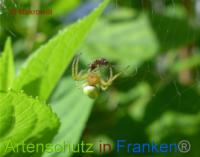 © Artenschutz in Franken® - Makrowilli Bild zum Eintrag (1015255-160)