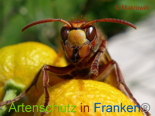 © Artenschutz in Franken® - Makrowilli Bild zum Eintrag (1015320-160)
