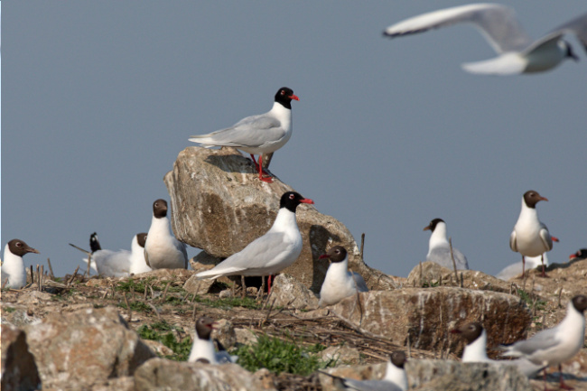 © SOS-BirdLife Slowakei Bild zum Eintrag (1015786-160)