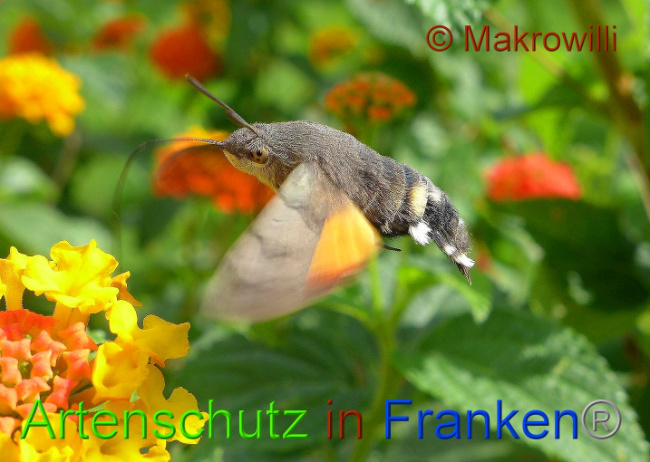 © Artenschutz in Franken® - Makrowilli Bild zum Eintrag (1015814-160)