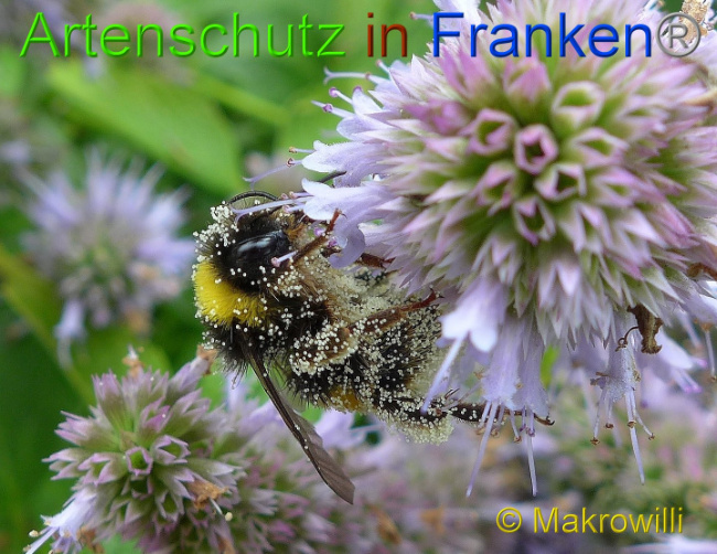 © Artenschutz in Franken® - Makrowilli Bild zum Eintrag (1015908-160)