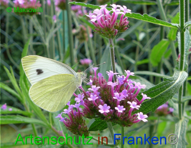 © Artenschutz in Franken® - Makrowilli Bild zum Eintrag (1016047-160)