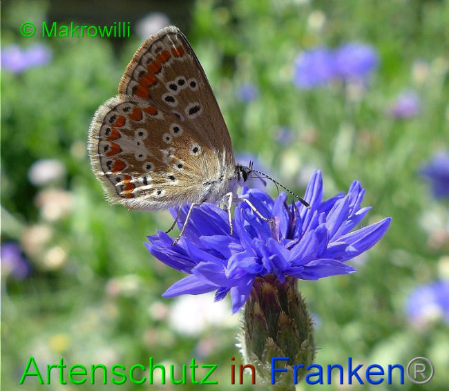 © Artenschutz in Franken® - Makrowilli Bild zum Eintrag (1016082-160)