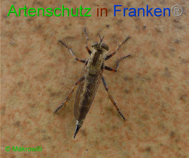 © Artenschutz in Franken® - Makrowilli Bild zum Eintrag (1016162-160)