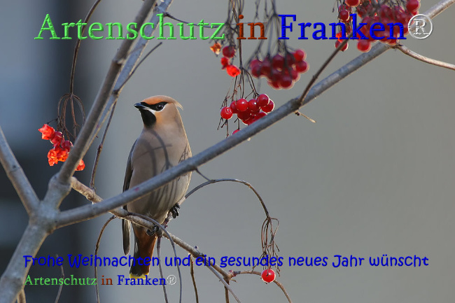© Artenschutz in Franken® Bild zum Eintrag (1016189-160)