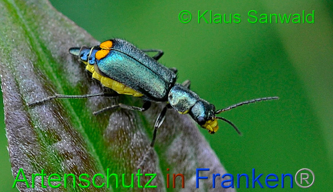 © Artenschutz in Franken® / Klaus Sanwald Bild zum Eintrag (1016407-160)