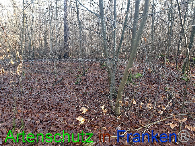 © Artenschutz in Franken® Bild zum Eintrag (1016672-160)