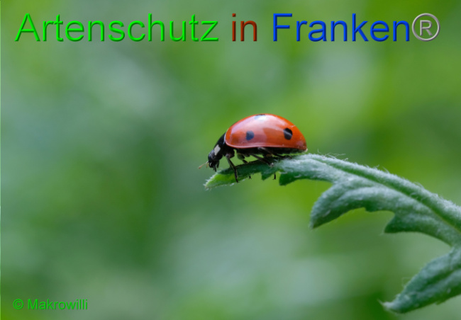 © Artenschutz in Franken® - Makrowilli Bild zum Eintrag (1016748-160)