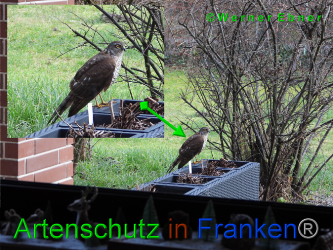 © Werner Ebner Bild zum Eintrag (1016763-160)