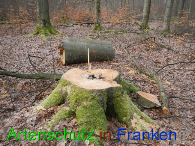 © Artenschutz in Franken® Bild zum Eintrag (1016899-160)