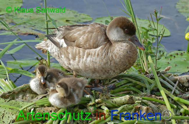 © Artenschutz in Franken® / Klaus Sanwald Bild zum Eintrag (1016907-160)