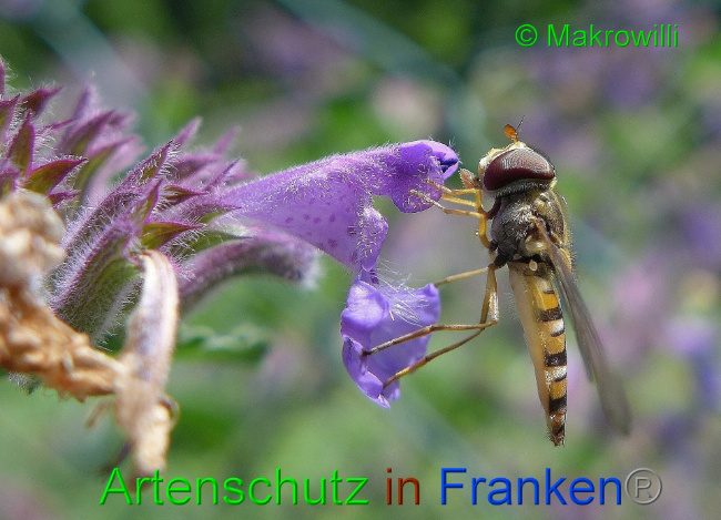 © Artenschutz in Franken® - Makrowilli Bild zum Eintrag (1016909-160)