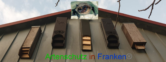 © Artenschutz in Franken® Bild zum Eintrag (1016911-160)