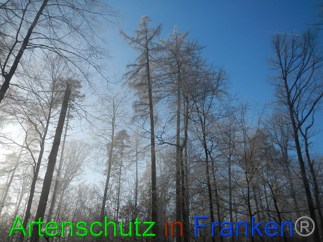 © Artenschutz in Franken® Bild zum Eintrag (1016915-160)
