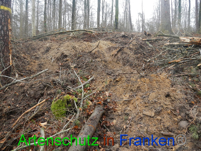 © Artenschutz in Franken® Bild zum Eintrag (1017051-160)