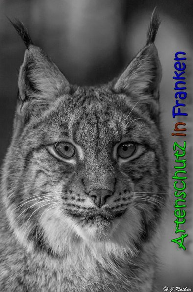 © Artenschutz in Franken® / Johannes Rother Bild zum Eintrag (1017057-160)