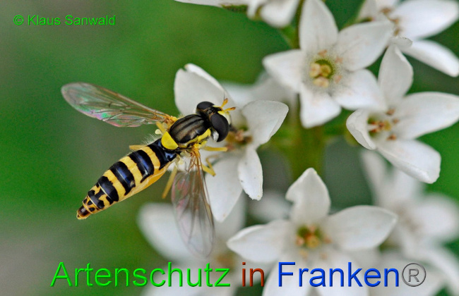 © Artenschutz in Franken® / Klaus Sanwald Bild zum Eintrag (1017117-160)