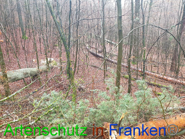 © Artenschutz in Franken® Bild zum Eintrag (1017180-160)