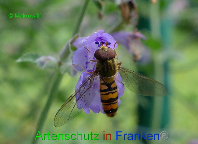 © Artenschutz in Franken® - Makrowilli Bild zum Eintrag (1017239-160)