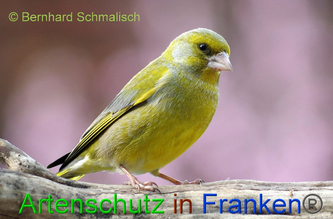 © Artenschutz in Franken® / Bernhard Schmalisch Bild zum Eintrag (1017283-160)