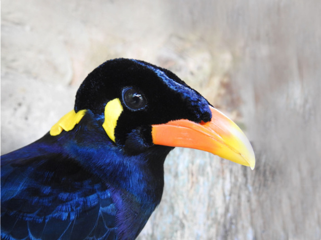 © Bildrechte:Verband der Zoologischen Gärten (VdZ) Fotograf: N. Bruslund Bild zum Eintrag (1017307-160)