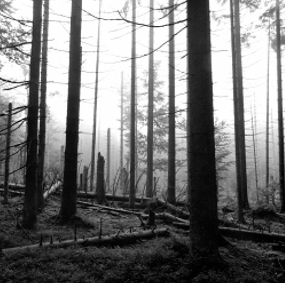 © (Foto: Ernst Herrmann) Bild zum Eintrag (1017392-160)