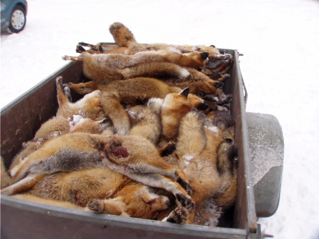 © Wildtierschutz Deutschland e.V. - B. u. S. Pelli, Wildtierschutz D Bild zum Eintrag (1017454-160)