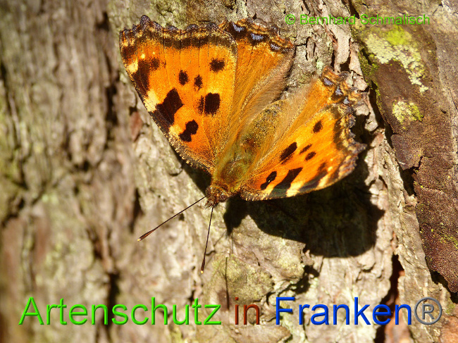 © Artenschutz in Franken® / Bernhard Schmalisch Bild zum Eintrag (1017460-160)