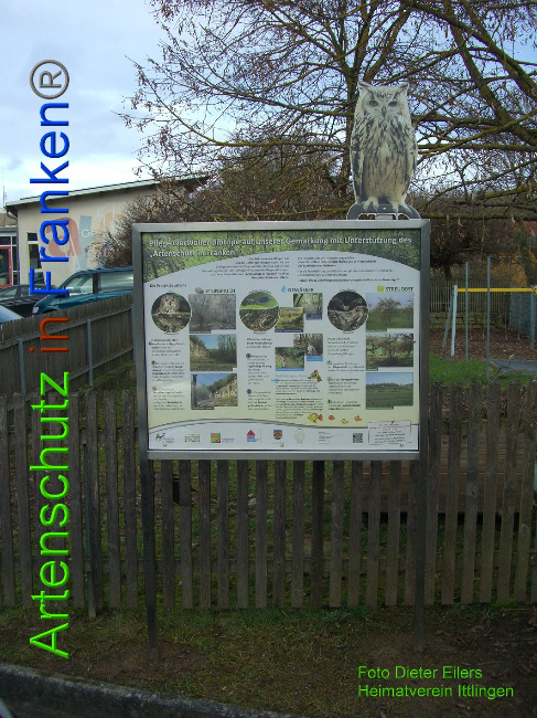 © Artenschutz in Franken® / Heimatverein Ittlingen Dieter Eilers Bild zum Eintrag (1017504-160)