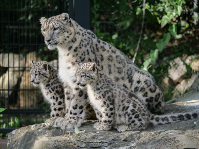 © Foto: Wilhelma Stuttgart Bild zum Eintrag (1017525-160)