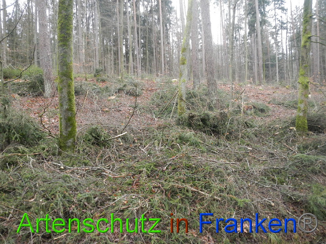 © Artenschutz in Franken® Bild zum Eintrag (1017535-160)