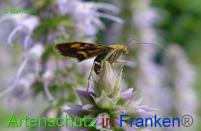 © Artenschutz in Franken® - Makrowilli Bild zum Eintrag (1017544-160)