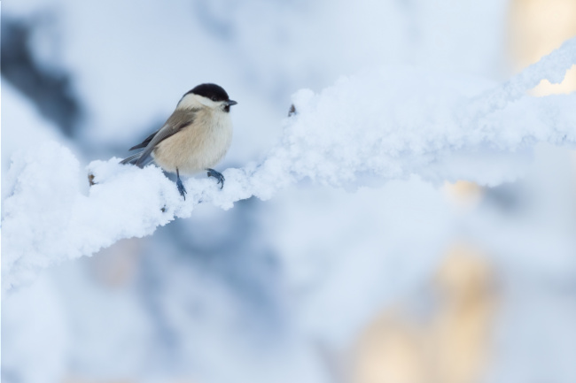© AdobeStock_Alexander Erdbeer NABU Bild zum Eintrag (1017582-160)
