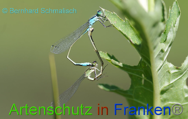 © Artenschutz in Franken® / Bernhard Schmalisch Bild zum Eintrag (1017664-160)