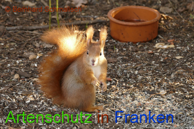 © Artenschutz in Franken® / Bernhard Schmalisch Bild zum Eintrag (1017886-160)